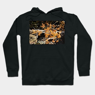 Fagus Tasmania, Mt Field National Park Hoodie